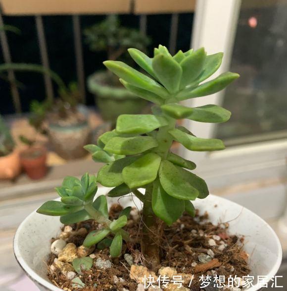 光照|多肉徒长咋处理？分2种情况，根据徒长情况，要么撸叶子要么砍头