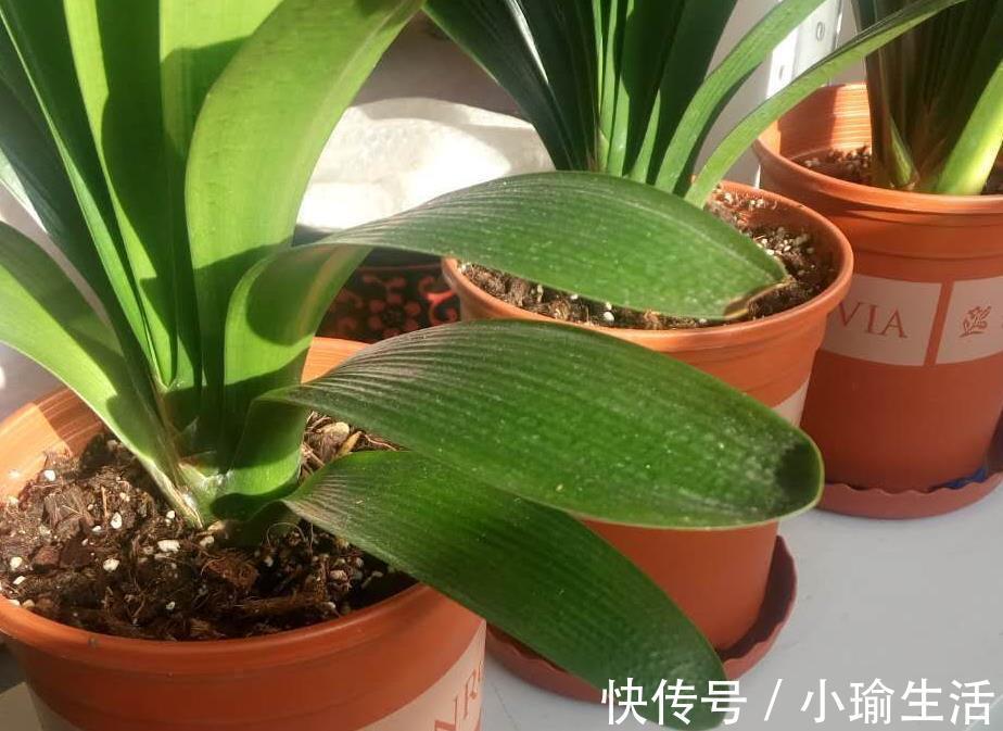 自来水|君子兰天热要休眠，状态越来越差？坚持2不要，安全度夏