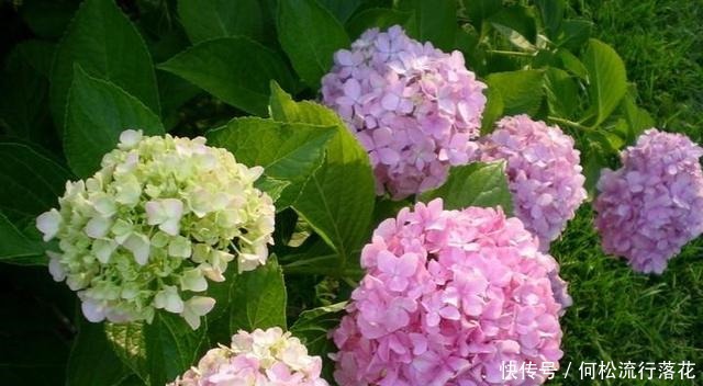 绣球花会“变脸”,稍微调一调土壤的“味道”,花色就会随心改变!