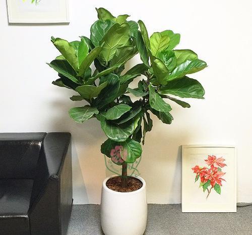 花卉|这花真的不好养,新手选择要慎重,能养好的都是高手!