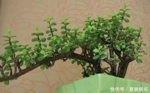 光照|养金枝玉叶要“有耐心”,知道这个小技巧,2年养成高颜值老桩