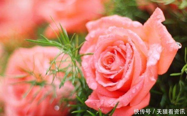 根不黄叶|花盆中撒一把,不管多焉多难养的花,不烂根不黄叶,花开爆盆