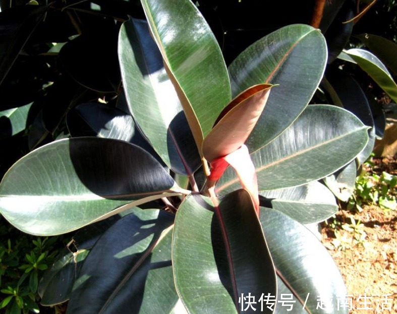 家里摆了3种植物，睡觉不干燥，失眠也改善了，空气干净了