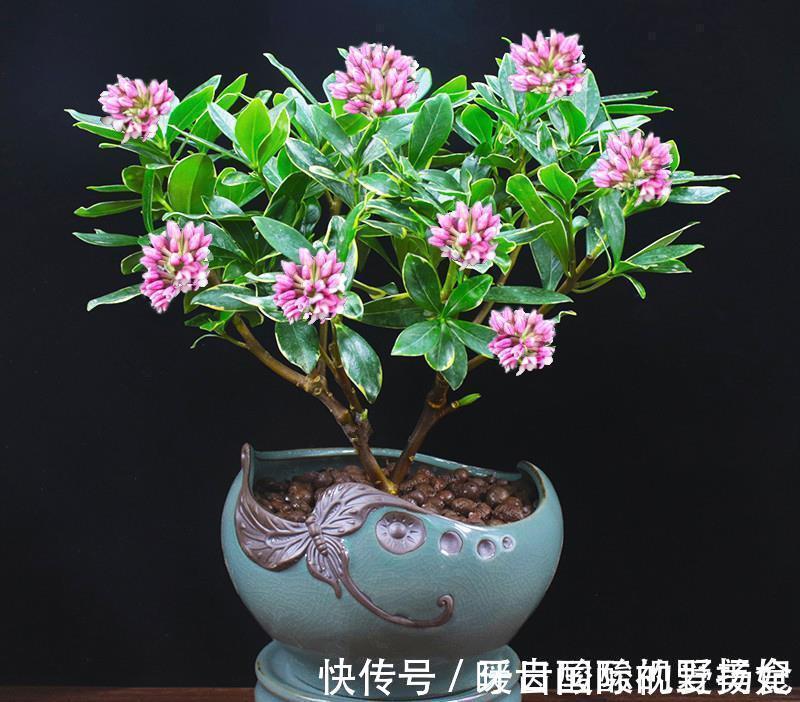 养护|6种“香水花”冬天不怕冷,越冷越香艳,雍容贵气,进屋染香气