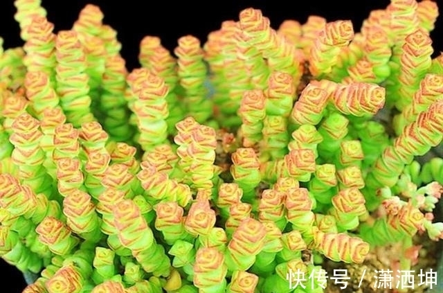 浇水|爱上多肉爱上生活,这7款寓意招财的品种,爱财之人都会养一盆