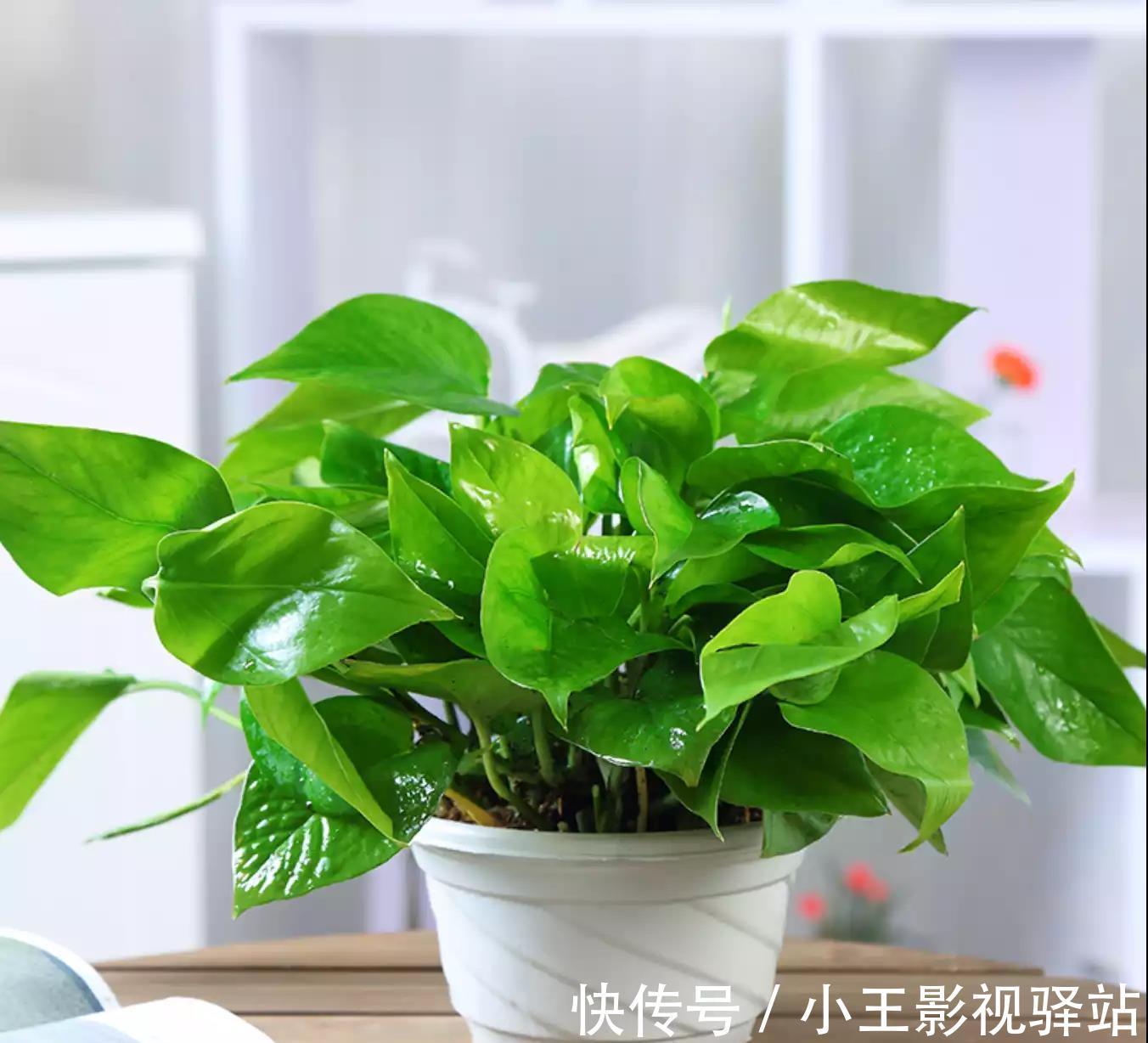 养护|5种“耐阴花”,家里采光差,一样常开花,高端大气又好养