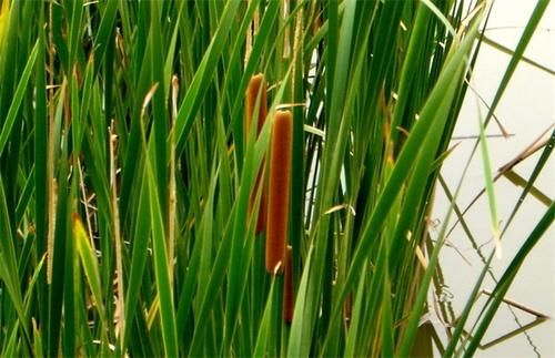 蒲黄如何栽种好,农民掌握以下要点,收获高产优质的蒲黄