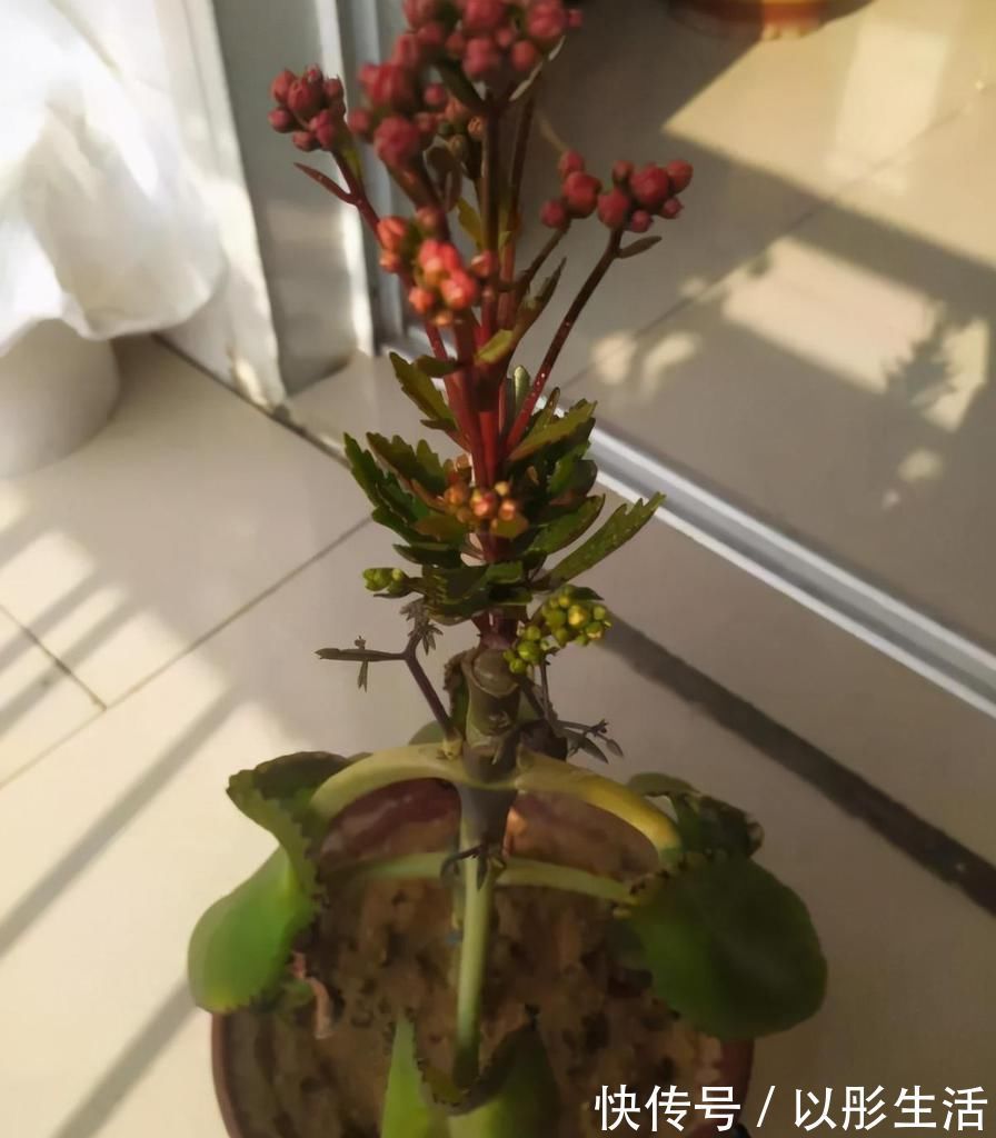 不死鸟|聪明人把长寿花嫁接在老桩上，爆盆简单开花多，一盆花全是花枝