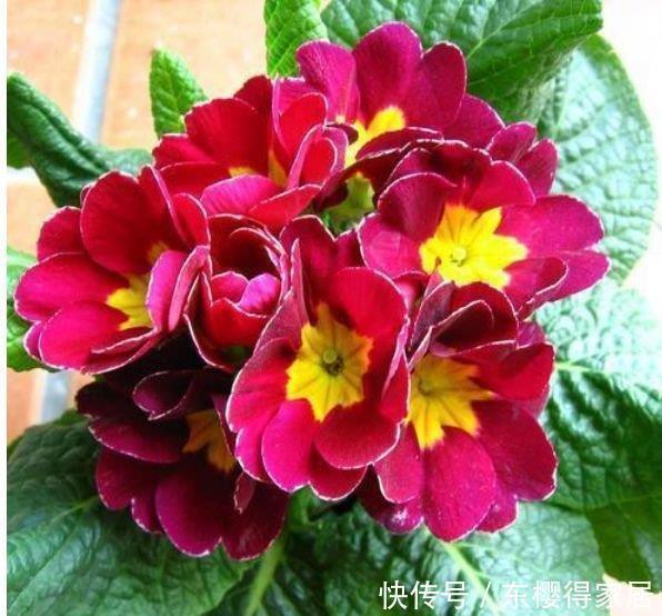 阳台|邻居阳台只养3种花,开花后,惊艳了全小区,纷纷来参加!