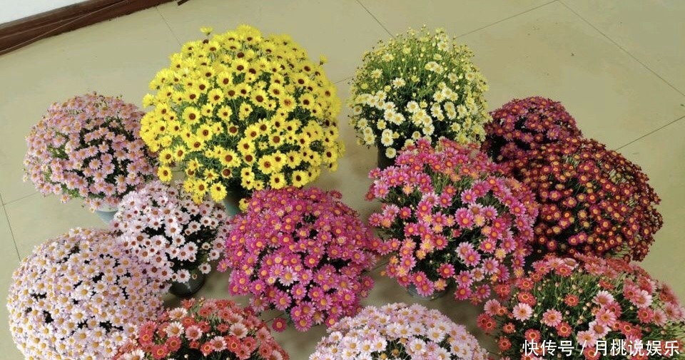 玛格丽特|4种花量超多的盆栽花卉,轻松开爆盆,四季开不停