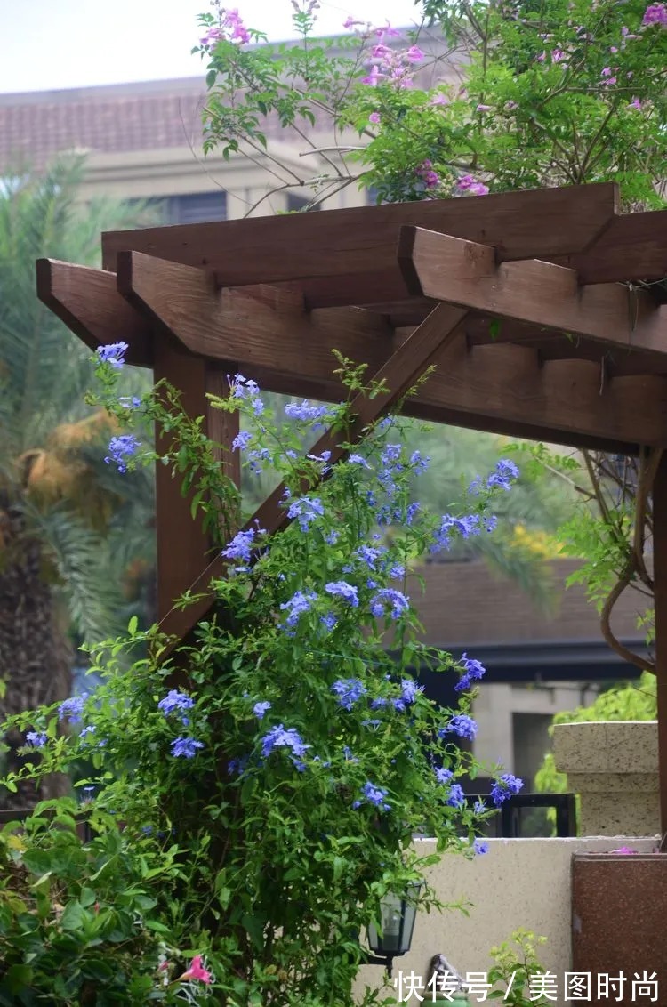 三角梅|120㎡别墅花园改造,经过三年的努力,小院从荒地到花开满园