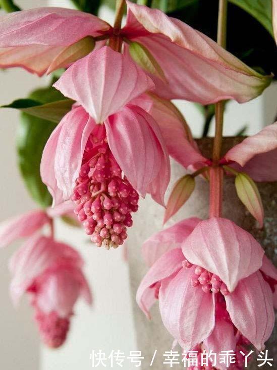 养花就养个花期长的,花大色艳,花色繁多易爆盆,娇艳欲滴