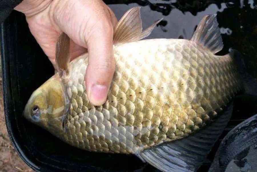 冬天板鲫特难钓?试试这3个套路,一周起码要钓五次,不信你不服