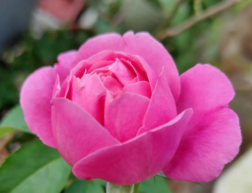 境界|养花的三大境界,你在哪一层?