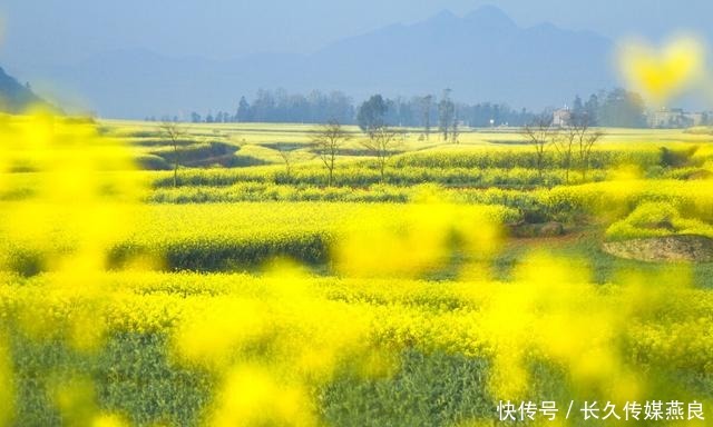 合肥|云南罗平迎来高光时刻，万亩油菜花海绽放，约吗？