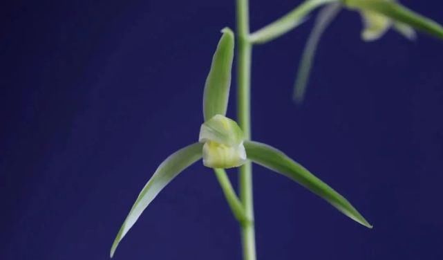 丸姬|日本寒兰欣赏