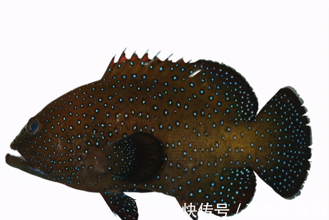 肉毒|5类鱼没营养,对人体有害,但很多人爱吃