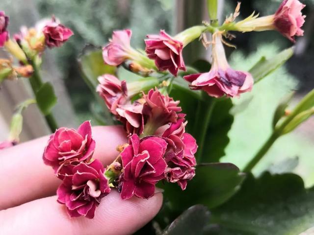 休眠期开花,剪掉才能活,需要一些养护技巧,才能保证安全度夏