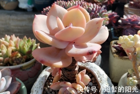 如果不说是白凤,大家能认得出来吗?控养的白凤,完美逆袭