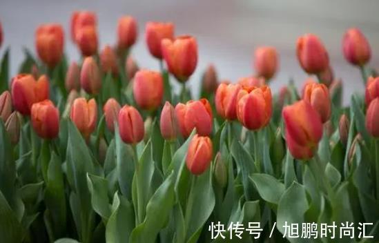 6种“娇艳”花，汁液剧毒，家里有的赶紧搬出去，你家养了几种？