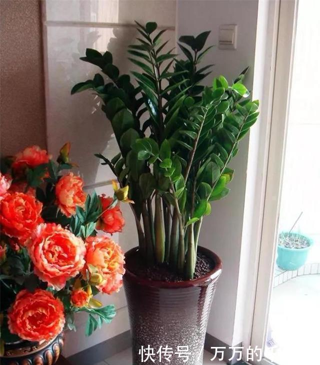 树旺家招财|客厅养花有讲究,此三种树旺家招财,多养几盆好