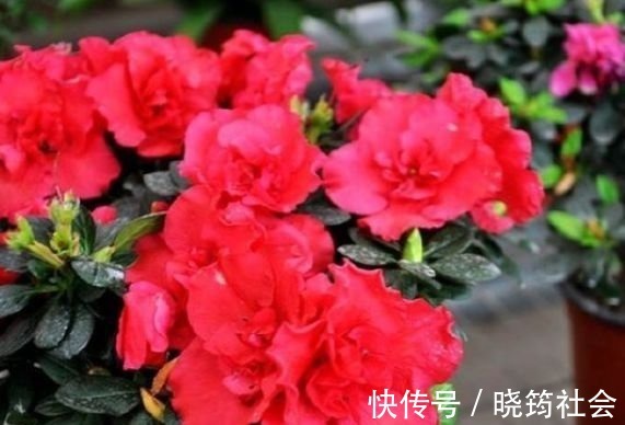 百合花|4种花深受花友的喜欢,开花爆盆很简单,美不胜收,你养了吗