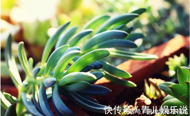 意境|10款意境深远的蓝色系多肉！养成老桩美呆了！越养越爱！