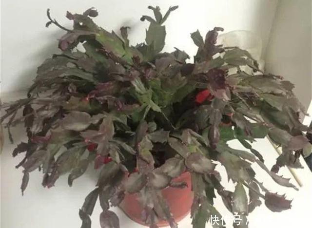 到了夏天,蟹爪兰叶子“耷拉、断裂”,没有放对位置,赶紧搬