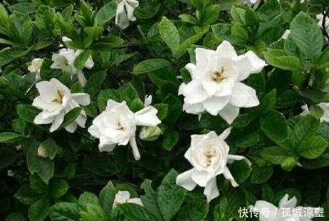 栀子花|村里路边这种野花,满地都是,它可以治疗很多病,你知道吗?