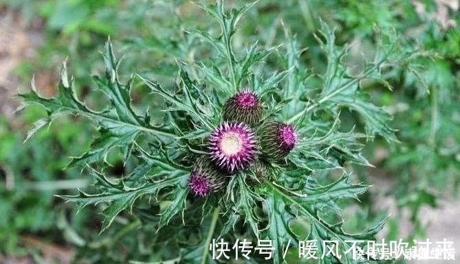 植物|农村有一种植物,农村很喜欢采摘来挂门上,关键时刻还能救命?