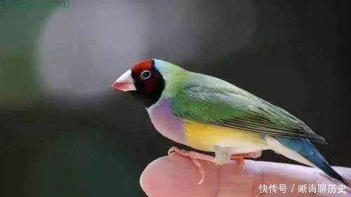 玩鸟|为何说“钓鱼穷三年,玩鸟毁一生”,这两样东西为何会败财?