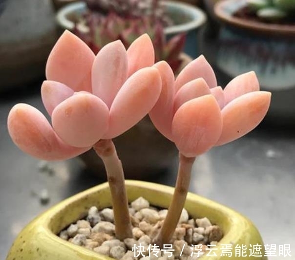 冬天担心多肉被冻伤?试试这3款,冻一冻长满盆,颜色迷人惹人爱