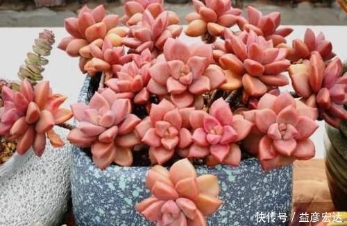 景天科|最抗冻的5种多肉，零下10℃都冻不死，还长得肥嘟嘟