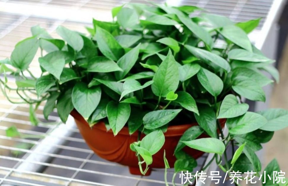 5种常见的“花卉植物”,总是出现烂根,原来问题出在浇水上