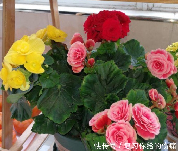 倾国倾城|1种花美得倾国倾城，叶美花更美，四季开花不断，随便一养就爆盆