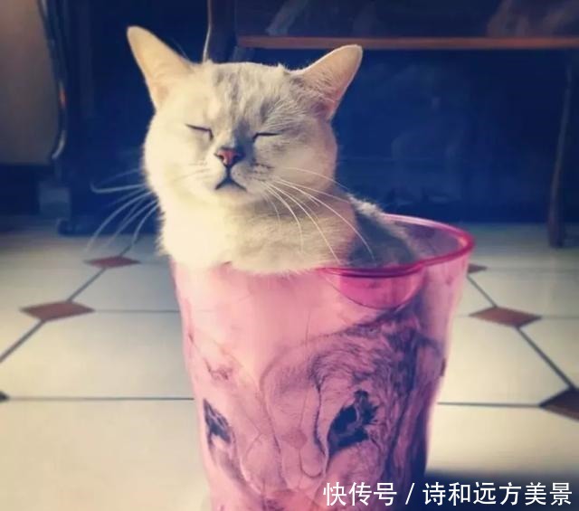 《猫和老鼠》隐藏的秘密，养猫后才知道