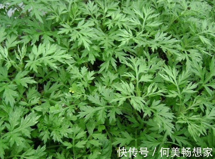 蔬菜|4月宁可不吃肉,也要多吃6种蔬菜,口感鲜嫩营养高,便宜又应季