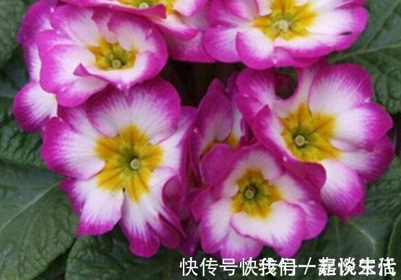 牡丹|此款木本花卉,花开媲美牡丹,仙气十足,花香怡人,堪称盆栽佳品