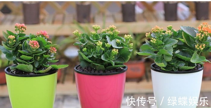 长寿花养护小技巧,这样养,长寿花开满整个花盆,深受花友的喜爱