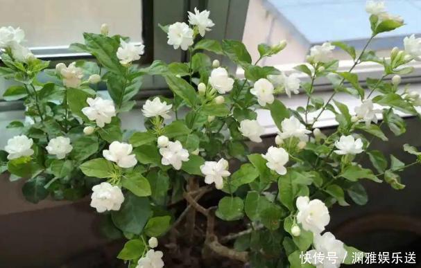 想贪便宜又想养花,冬天就买这3样盆栽,来年开春嗖嗖开花