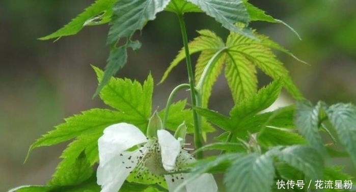 野草|以下野草被称为“不老长寿药草”,有保肝解毒、降三高的作用