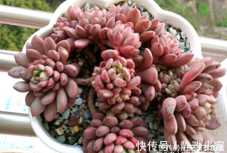 花箭|红宝石一直长花箭是咋回事?甭理它,它就是多肉植物中的“骡子”
