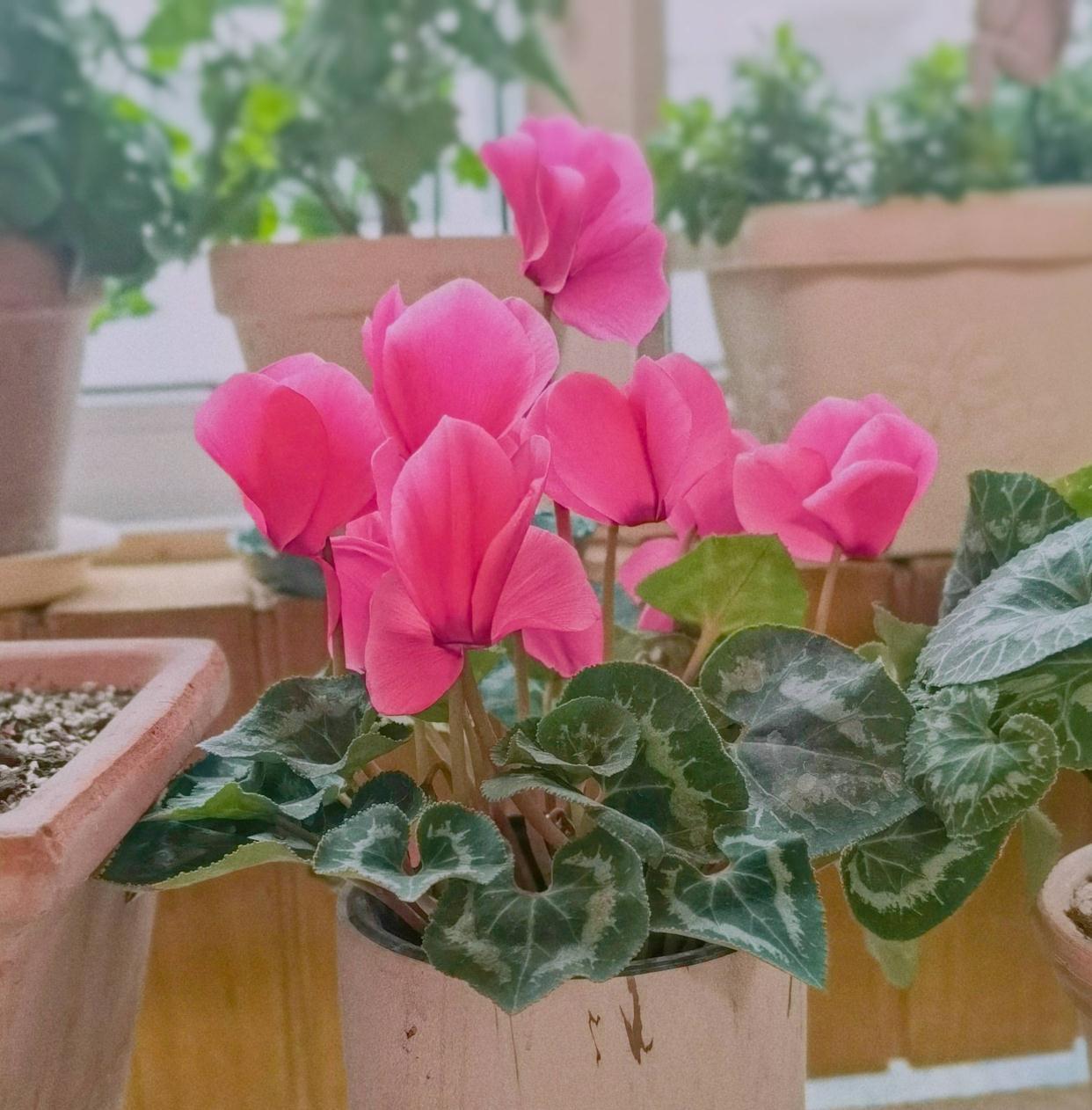 适合冬季养的“3种花”,天天有花可看,越冷花越艳、吉祥又美丽