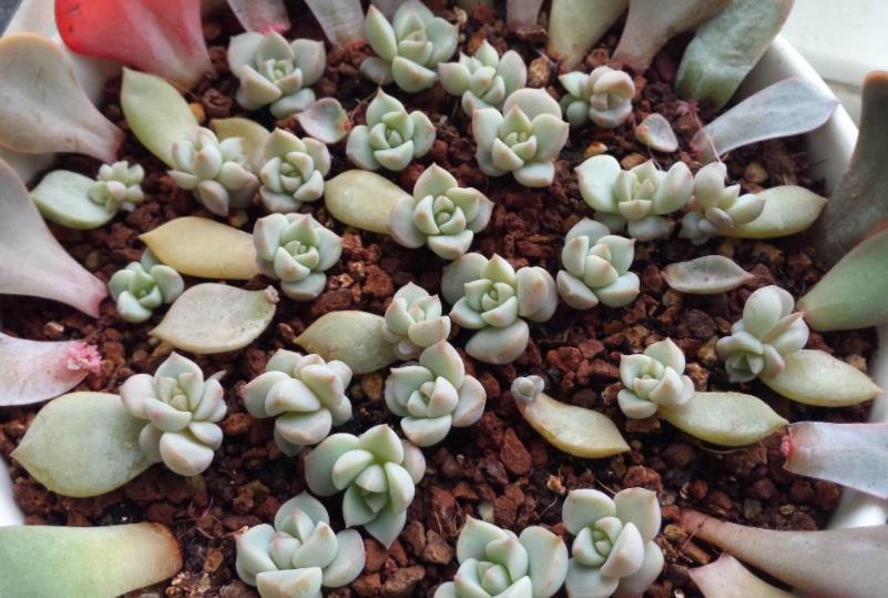 移栽|天热叶插多肉:生根、幼苗阶段得格外养护!