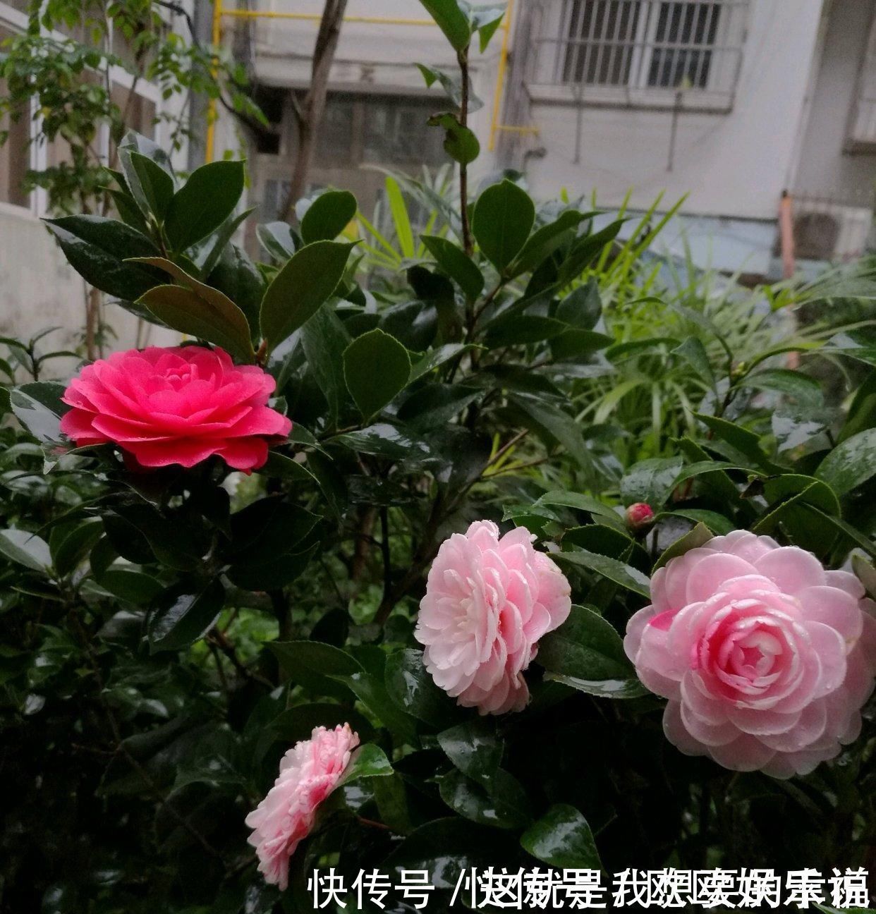 茶花|此花是中国传统名花,一树多色花,漂亮不输牡丹,北方也能养