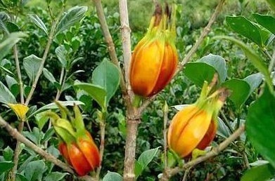 降血压|会养生的女人都喜欢吃的野果,保肝护胆,排毒降血压,还可以美肤