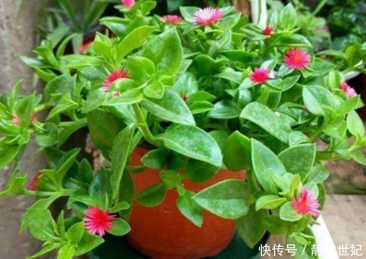 家里不养绿萝吊兰,只养1种花,好养又漂亮,还能当菜吃