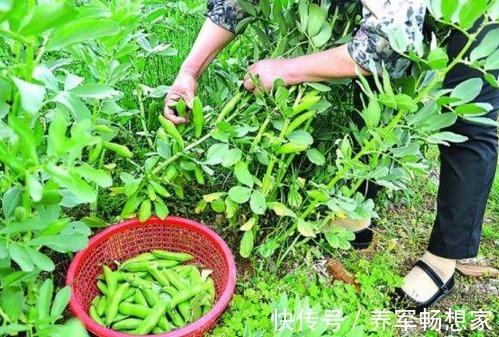 利湿|蚕豆健脾利湿、清毒解热，农民掌握种植要点，收获吃不完的蚕豆