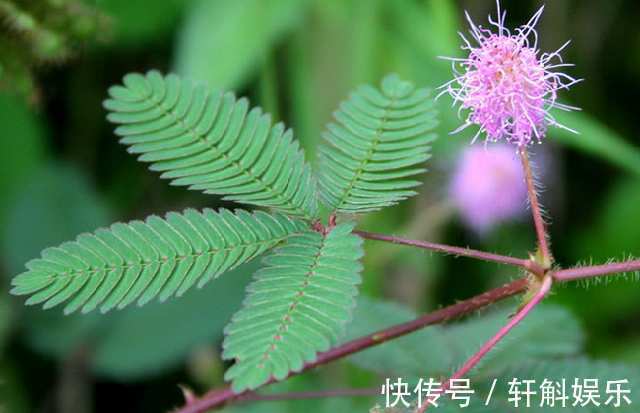 别看这些花草长得美,不要养在家里,“心眼”可坏啦