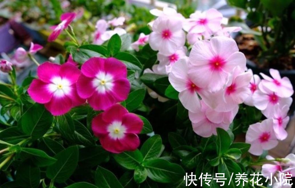 花卉|盘点十大“好养花”,开花漂亮又好养,适合养不好花的人
